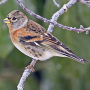 Winter plumage male. Note: darkly marked cheek. Winter plumage male. Note: darkly marked cheek.