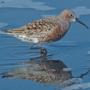 Breeding plumage Breeding plumage