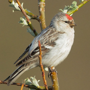 Male. Note: frosty appearance and stubby bill. Male. Note: frosty appearance and stubby bill.