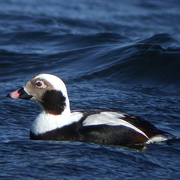 Male, non-breeding (winter) plumage. Male, non-breeding (winter) plumage.