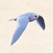 Winter plumage adult. Note: dark underwing and white trailing edge of wing. Winter plumage adult. Note: dark underwing and white trailing edge of wing.