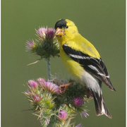 Breeding plumage male. Note: black forehead. Breeding plumage male. Note: black forehead.