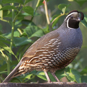 Male Male
