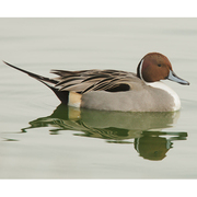 Male Male