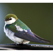 Male Male
