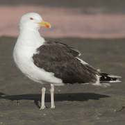 Adult. Note: dark mantle and pale pink legs. Adult. Note: dark mantle and pale pink legs.